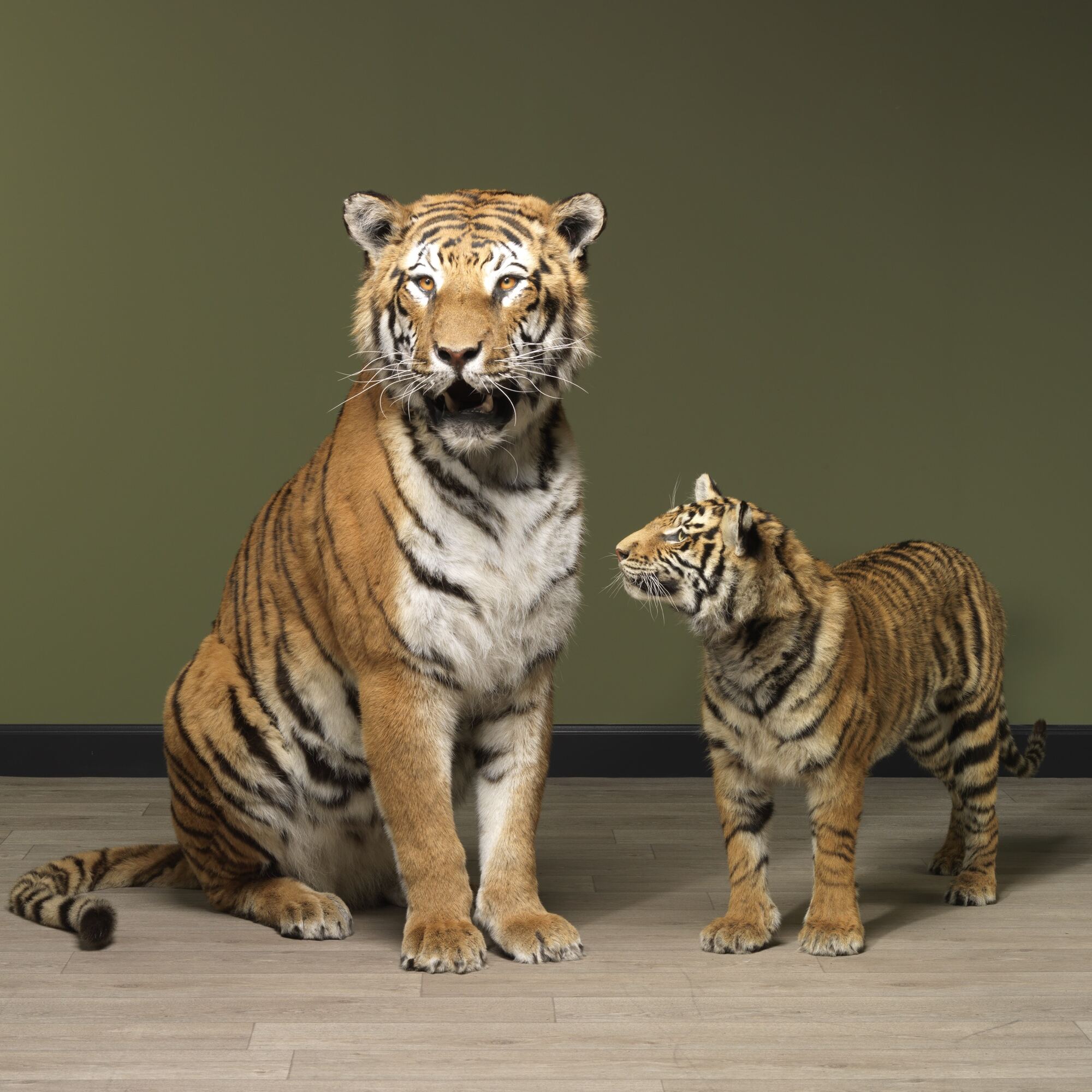 Hire Taxidermy Animals