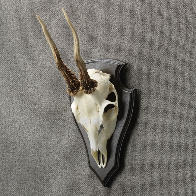 3849 Roebuck Skull