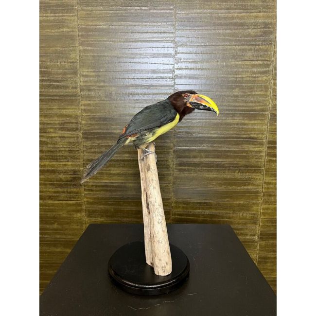 0517 Green aracari