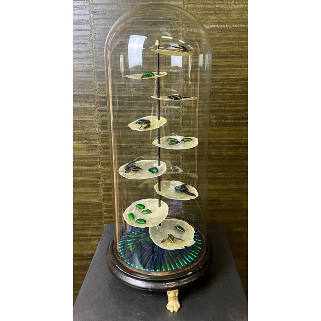 0642 Beetles in Antique Glass Dome