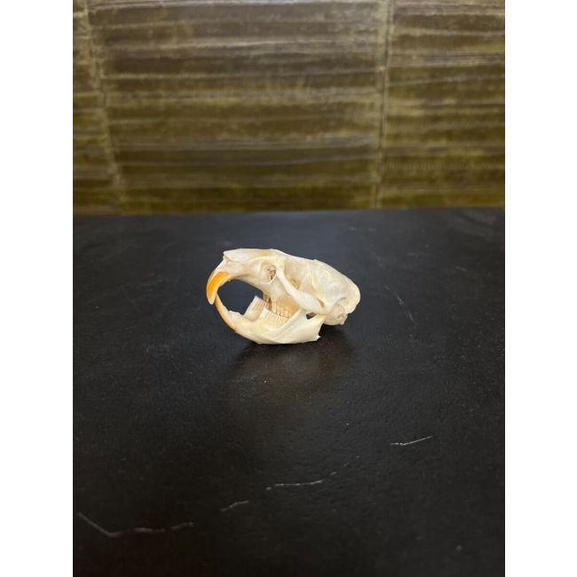 0811 Muskrat Skull