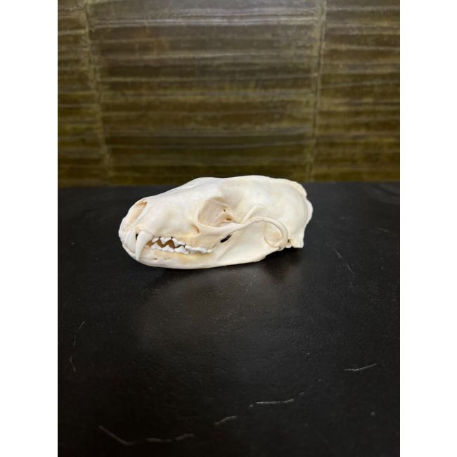 0814 Fisher marten skull