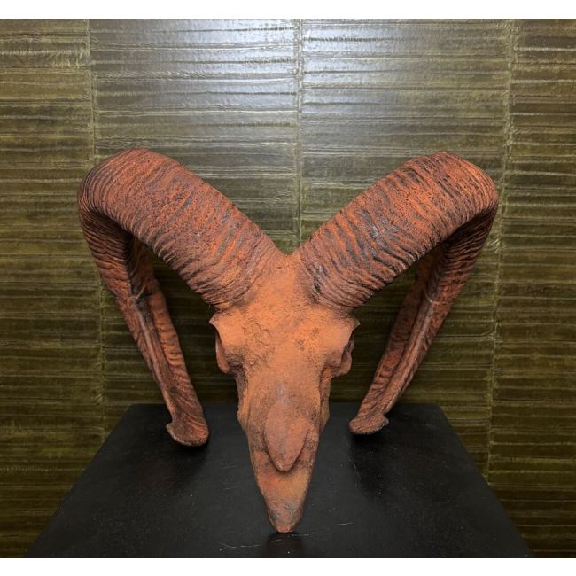0864 Mouflon Skull
