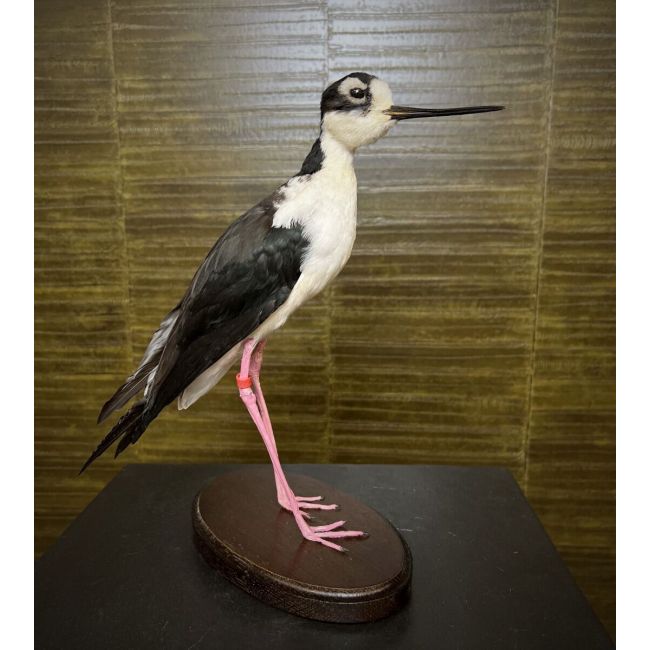 1005 Mexican avocet