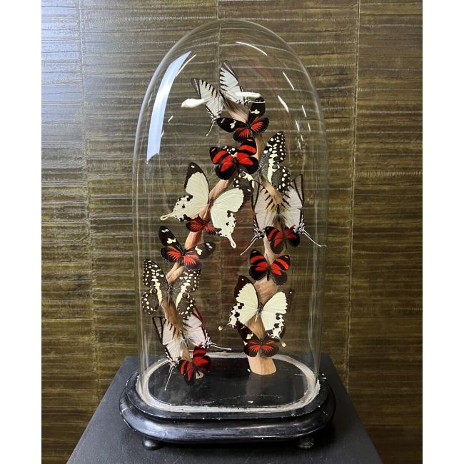 1029 Butterflies in Glass Dome