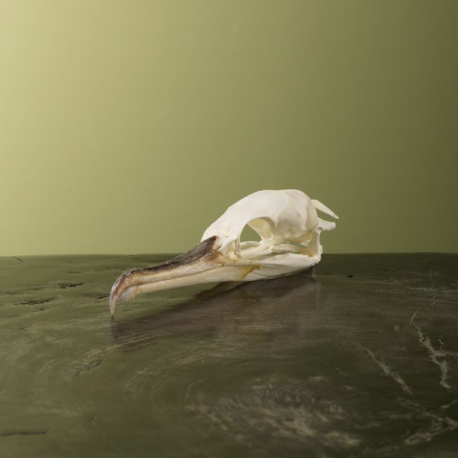 0000 Cormorant Skull