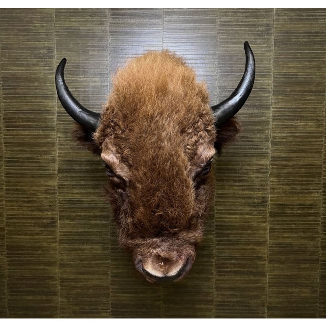 1154 American Bison