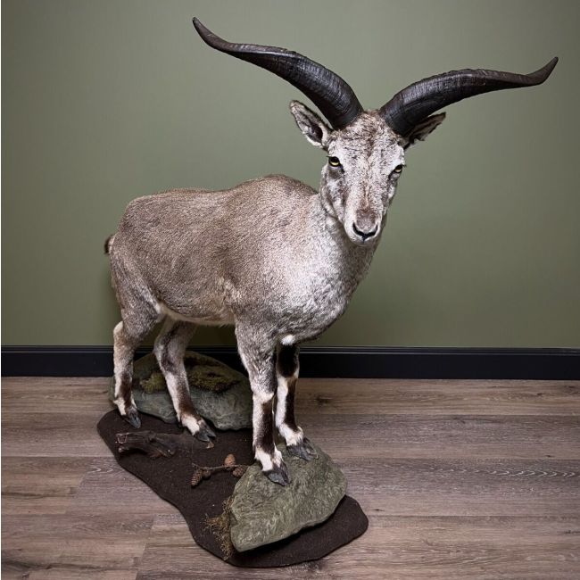 1312 Blue sheep