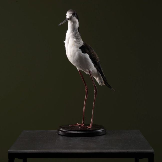 1423 Mexican Avocet