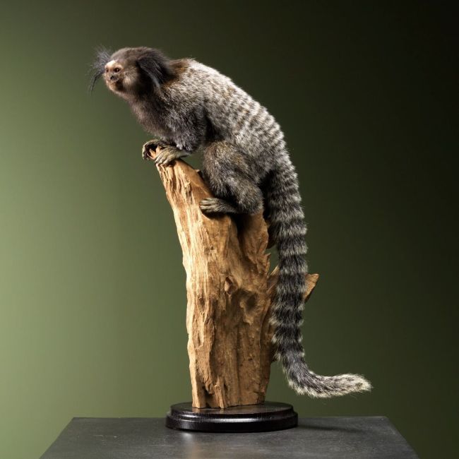 1480 Black-tufted marmoset
