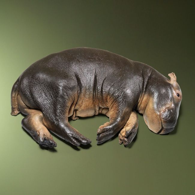 1491 Hippopotamus Replica