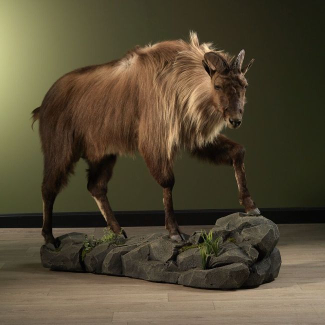 1768 Tahr goat