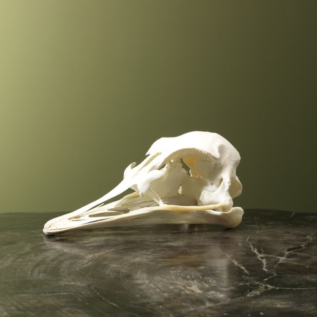 0000 Ostrich Skull