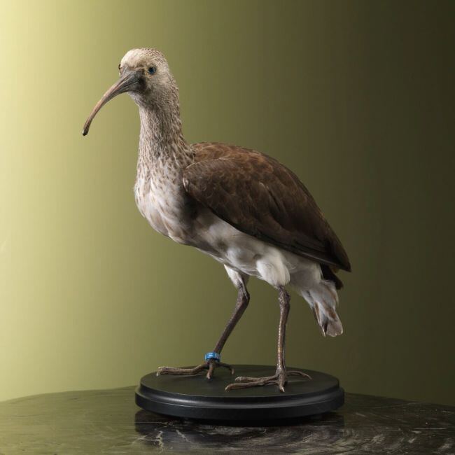 2434 Scarlet Ibis Juvenile