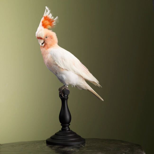 2625 Inca cockatoo
