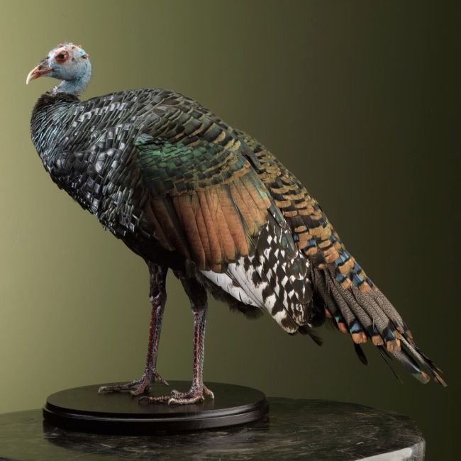 2631 Ocellated turkey