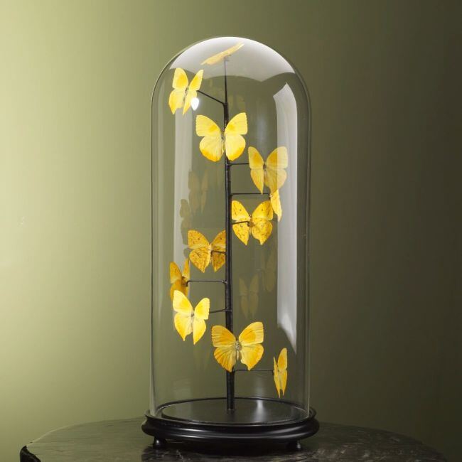 2678 Butterflies in Antique Dome