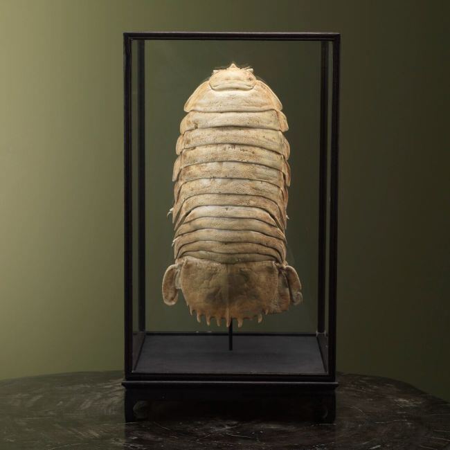 2739 Deep-sea Isopod in Display Case