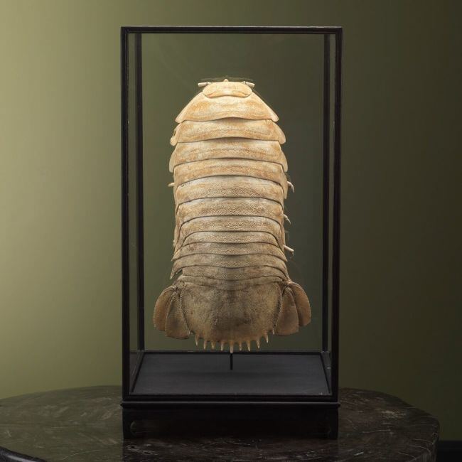 2740 Deep-sea Isopod in Display Case