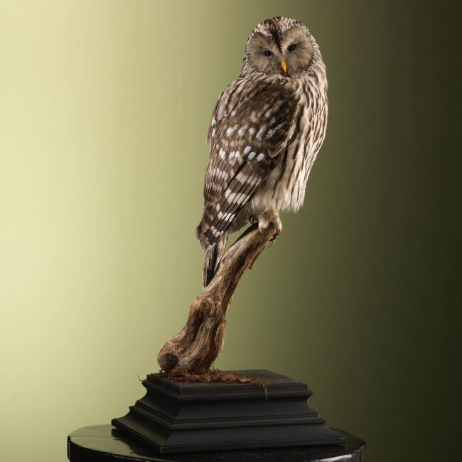 3245 Ural owl