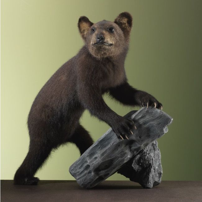 3342 Black Bear Cub
