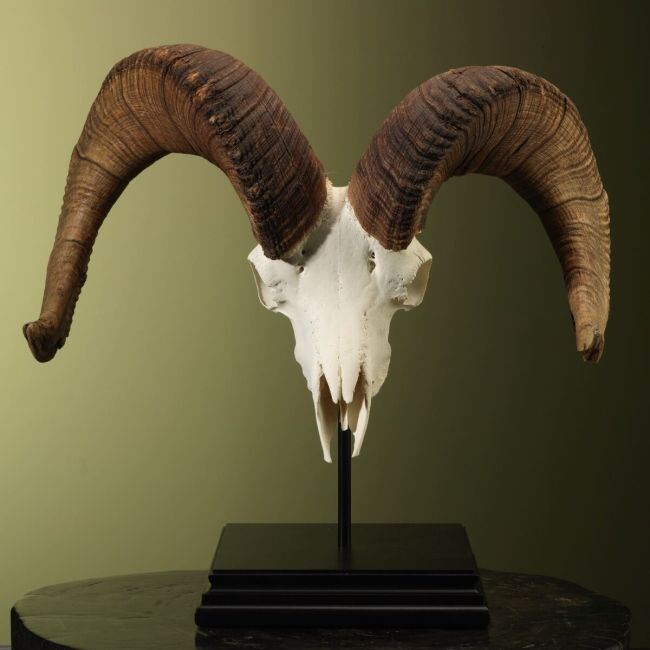 3407 Dall's Sheep Skull