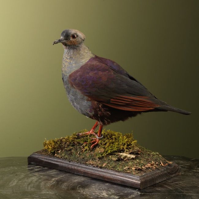 3424 Crested quail-dove
