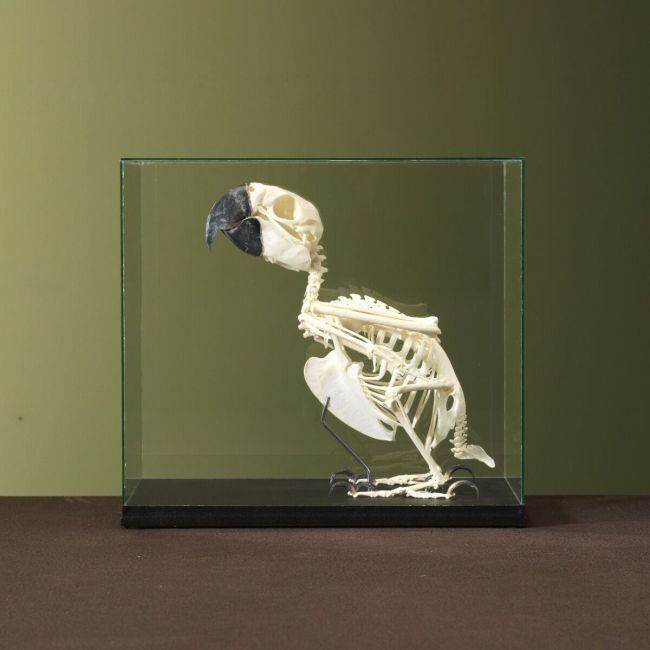 3473 Blue-and-Yellow Macaw Skeleton