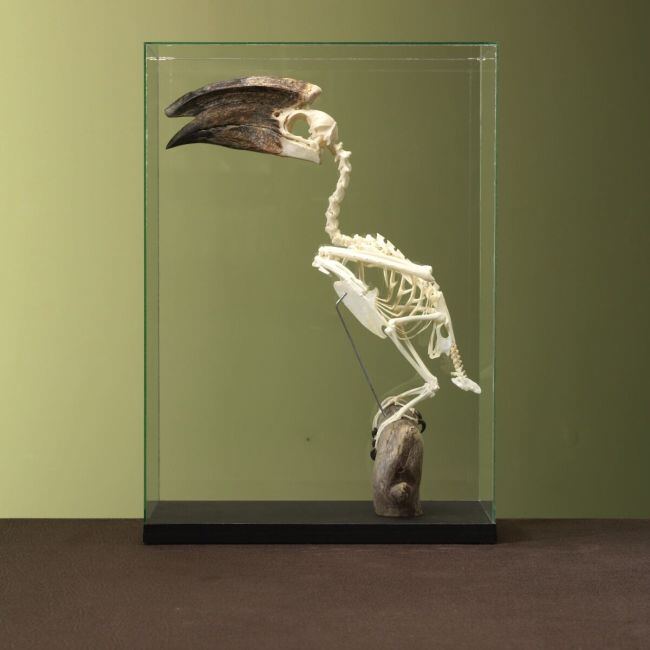 3478 Trumpeter hornbill M skeleton