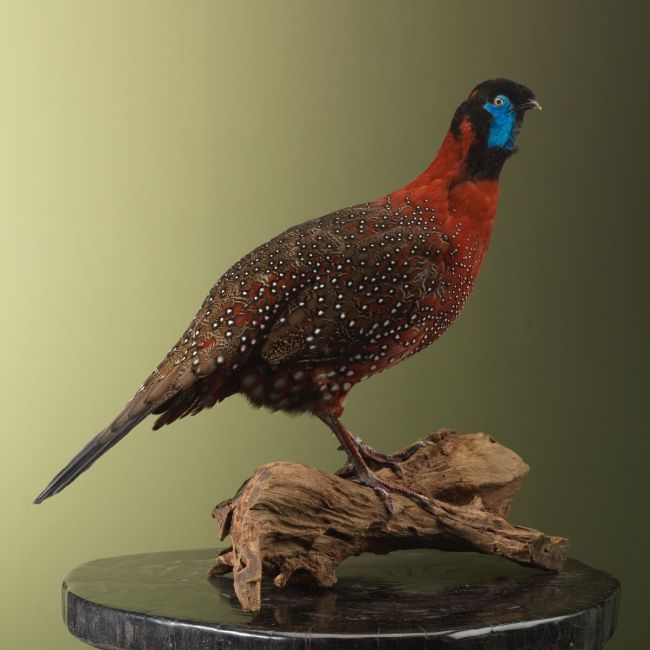 3510 Satyr Tragopan