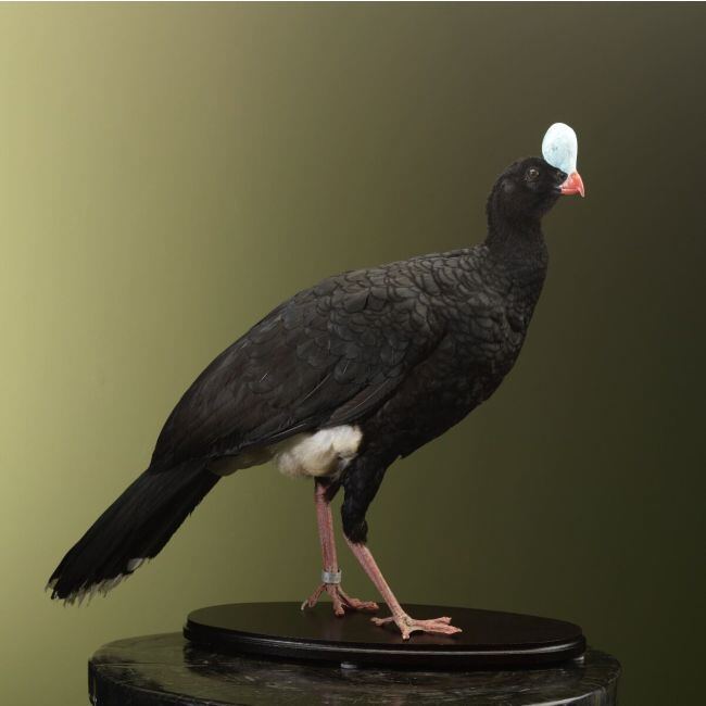 3597 Helmeted curassow