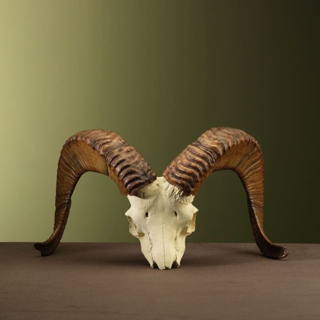 3604 Argali Skull