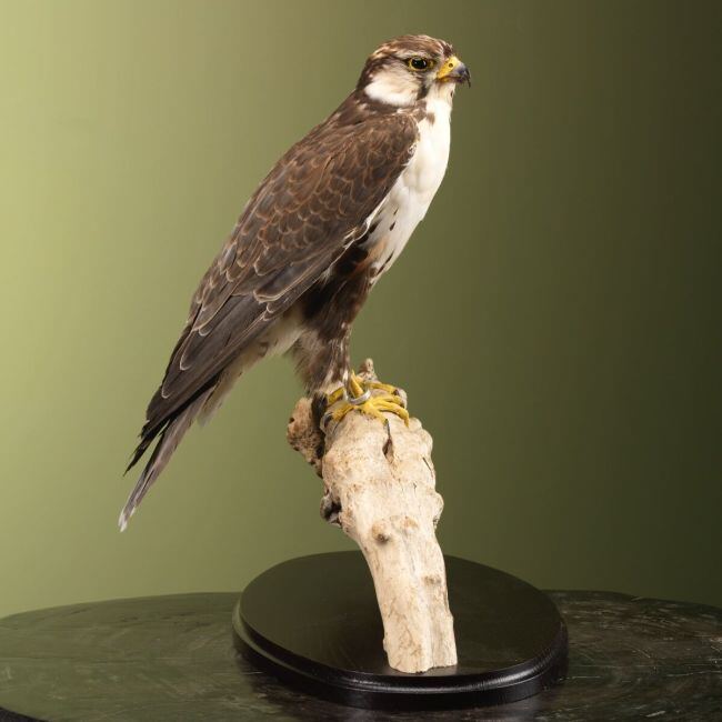 3641 Indian Lanner Falcon
