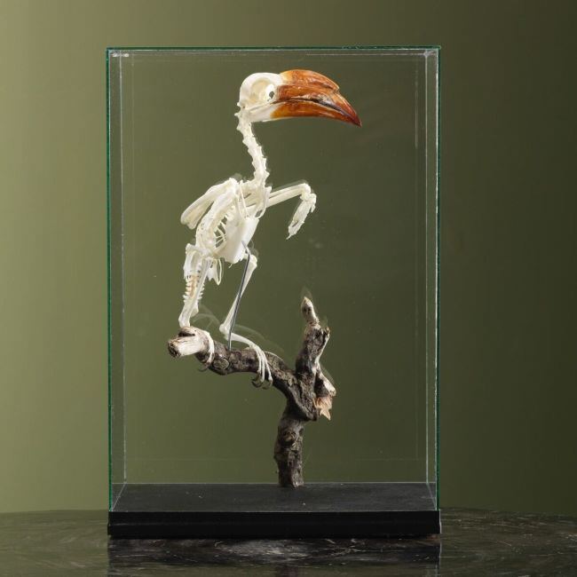 Crowned Hornbill Skeleton