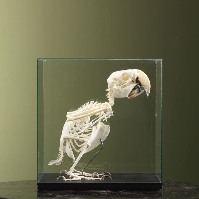 3701 Green-winged macaw skeleton