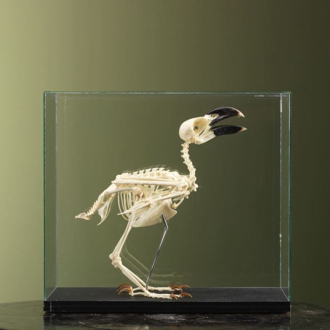 3702 White-necked raven skeleton