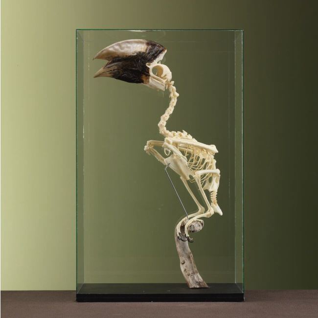 3706 White-thighed Hornbill M Skeleton