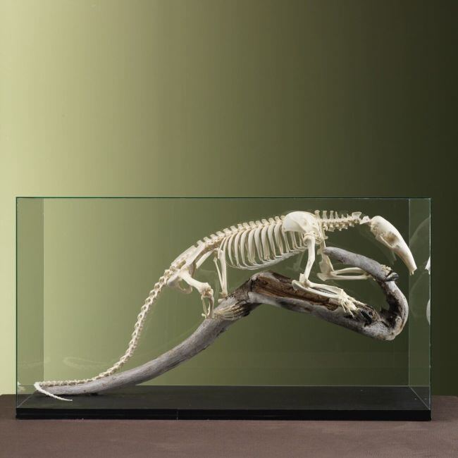 3708 Tamandua Skeleton