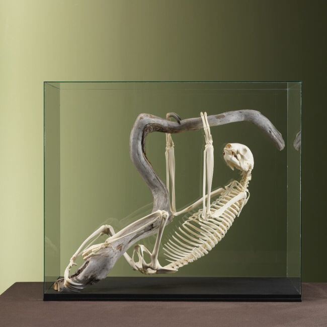 3709 Sloth Skeleton
