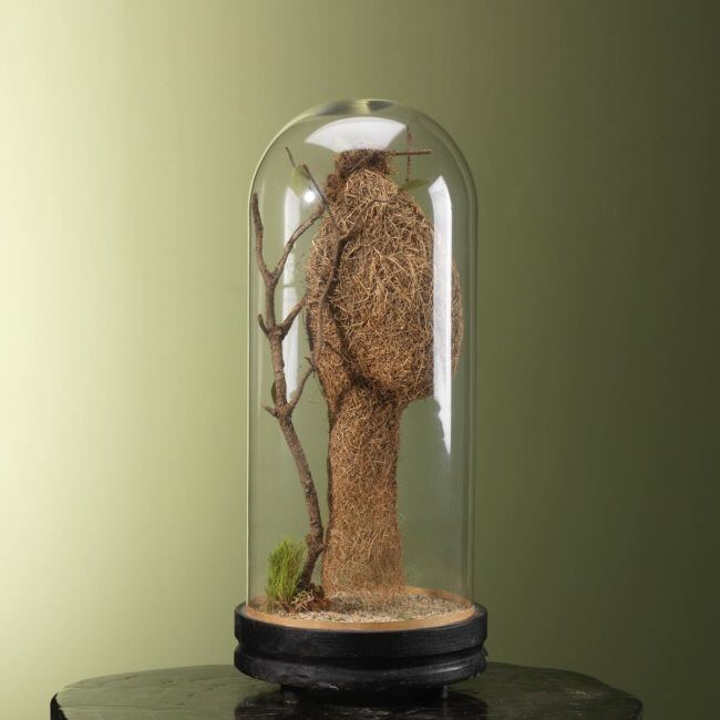 3715 Baya Weaver Nest in Glass Dome