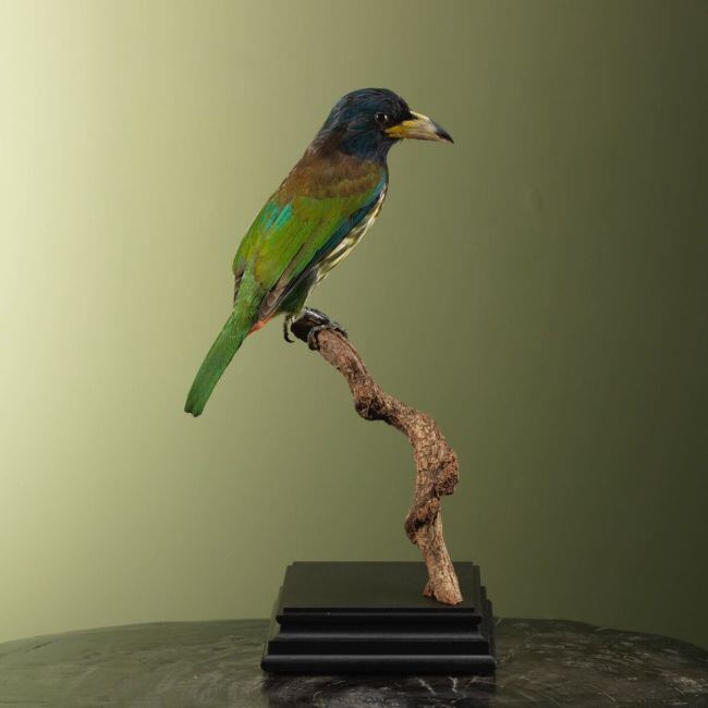 3740 Great Barbet