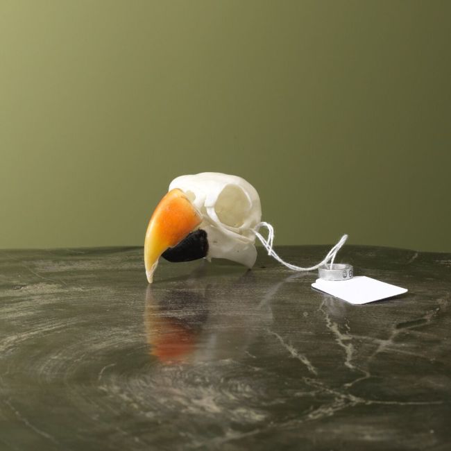 3999 Eclectus Parrot Skull