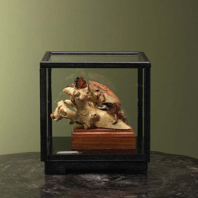 4099 Red Egg Crab in Display Case