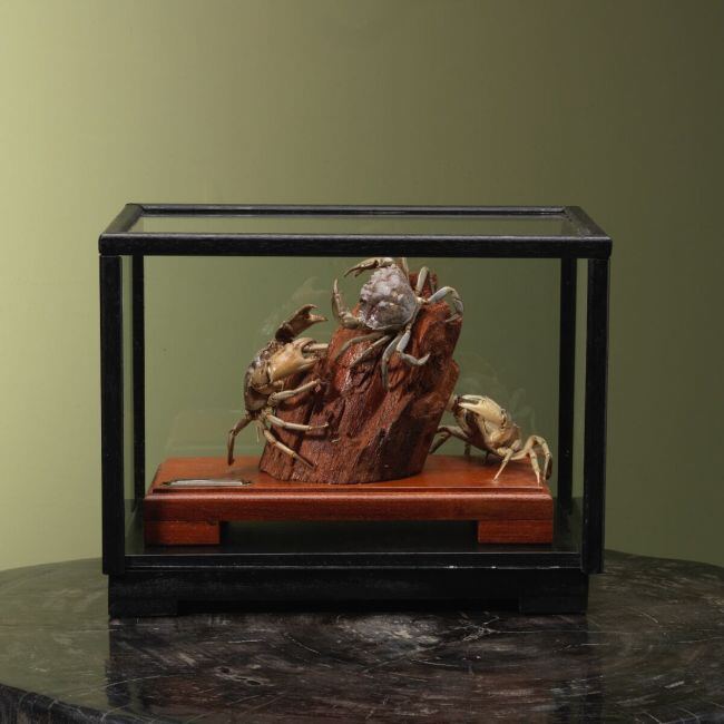 4101 Shore crab in display case