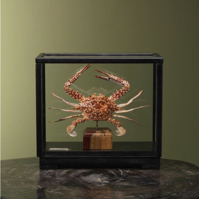 4104 Blue Swimming Crab in Display Case