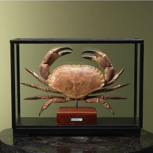4111 North Sea Crab XL in Display Case