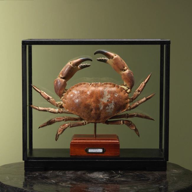 4113 North Sea Crab XL in Display Case