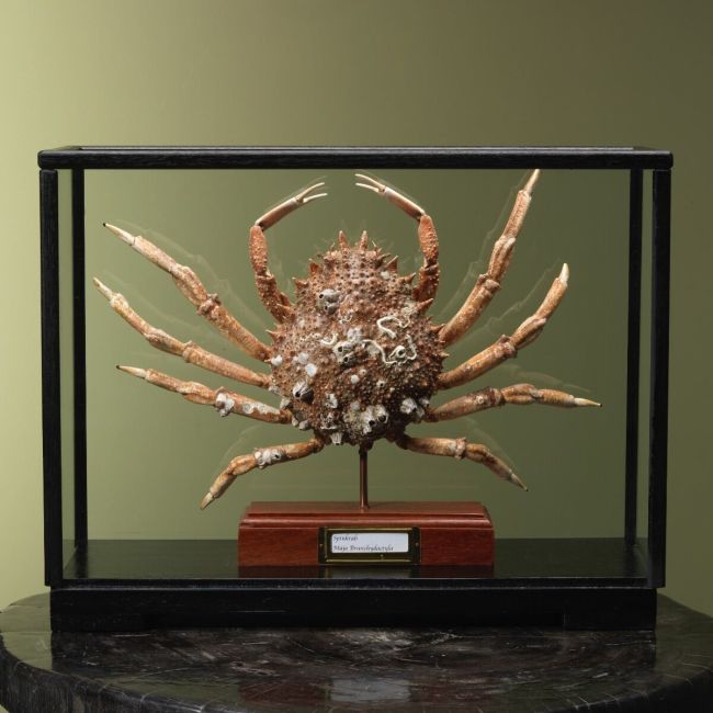 4114 Spider crab in display case