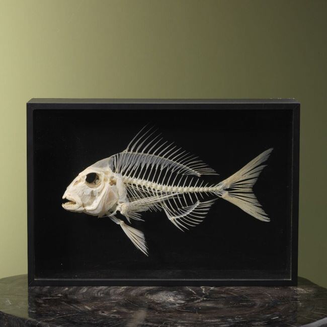4117 Fish Skeleton