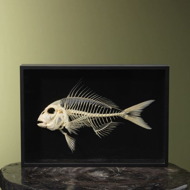 4118 Fish Skeleton